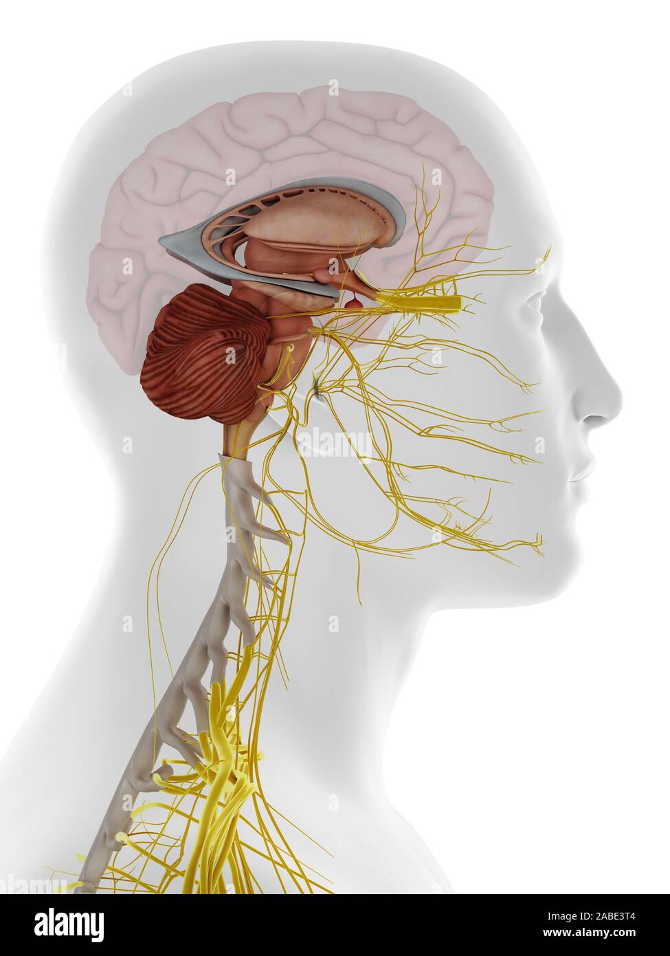 3d rendered medically accurate illustration of a lateral view of the inside brain anatomy Stock Photo