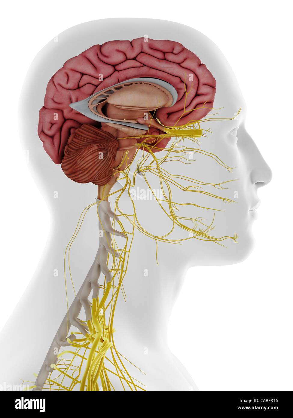 3d rendered medically accurate illustration of the lateral internal brain anatomy Stock Photo