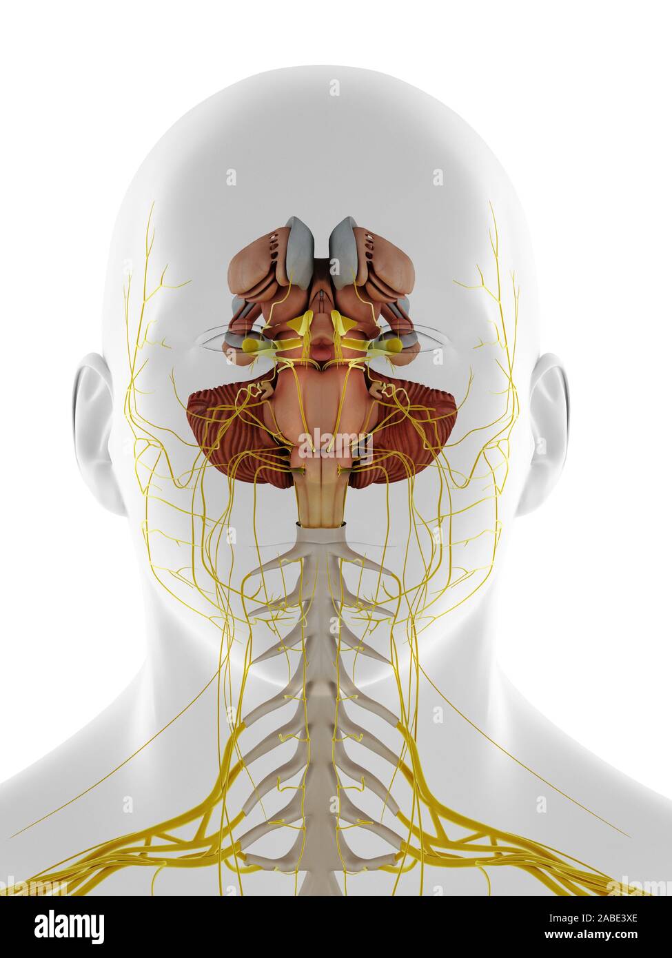 3d rendered medically accurate illustration of a frontal view of the internal brain anatomy Stock Photo