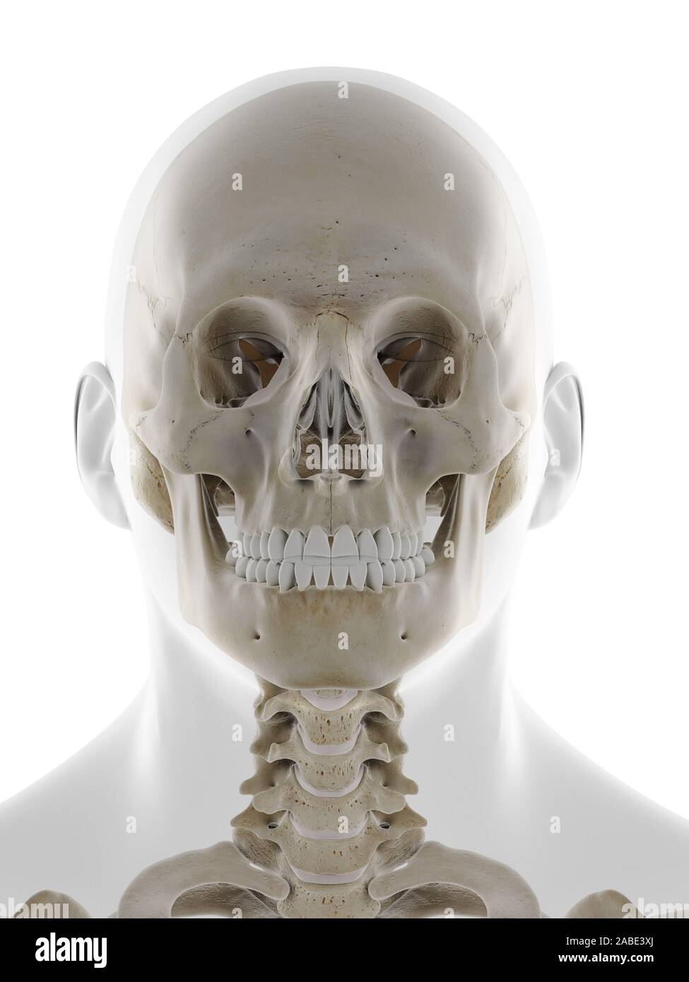 3d rendered medically accurate illustration of the frontal view of the skull Stock Photo
