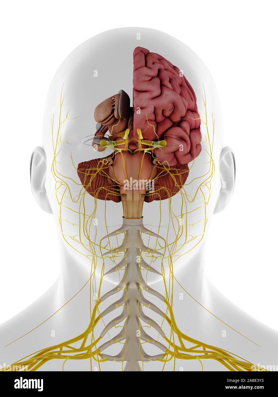 3d rendered medically accurate illustration of a frontal view of the internal brain anatomy Stock Photo