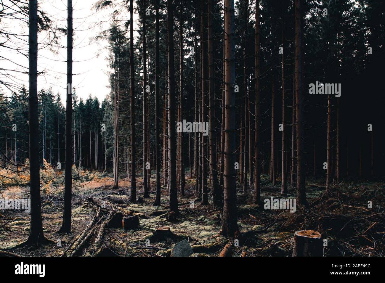 Clearance in the dark coniferous forest Stock Photo