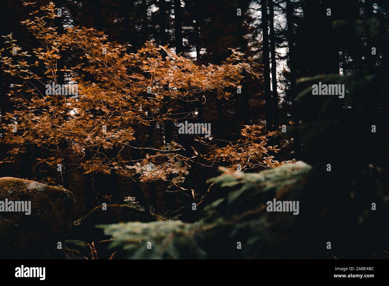 Luminous foliage in the dark forest Stock Photo