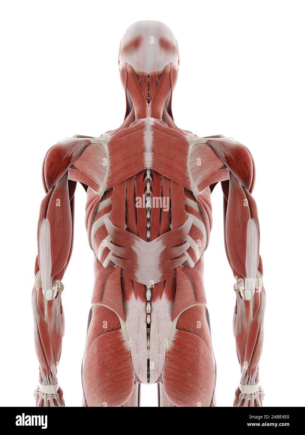 3d rendered medically accurate illustration of the deep back muscles ...