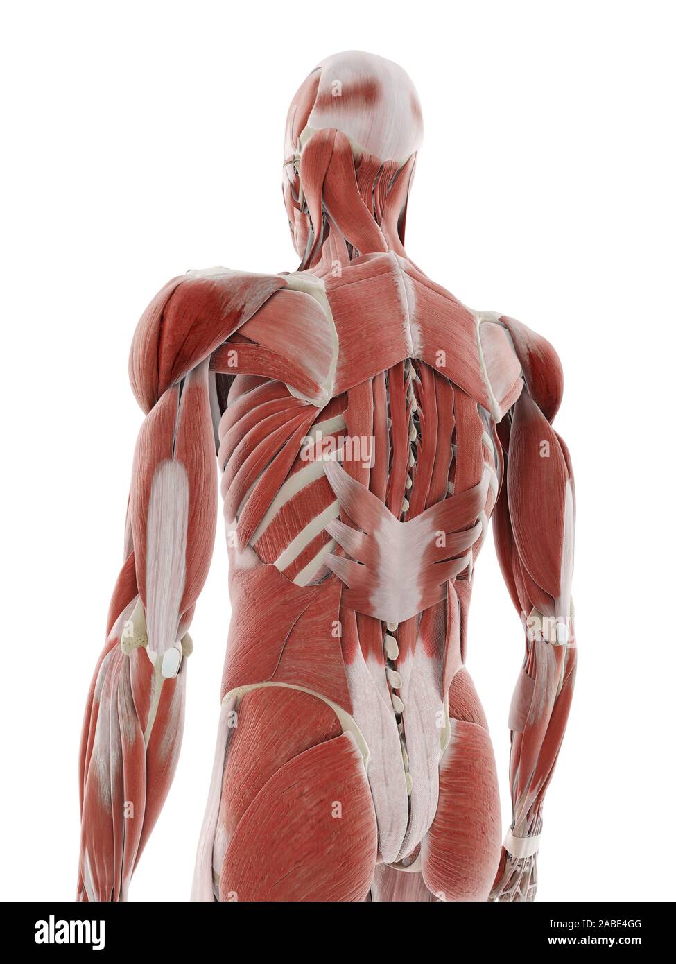 3d rendered medically accurate illustration of the deep back muscles Stock Photo