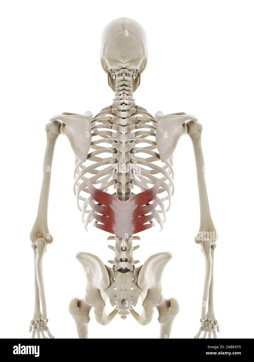 3d rendered medically accurate illustration of the serratus posterior inferior Stock Photo Alamy