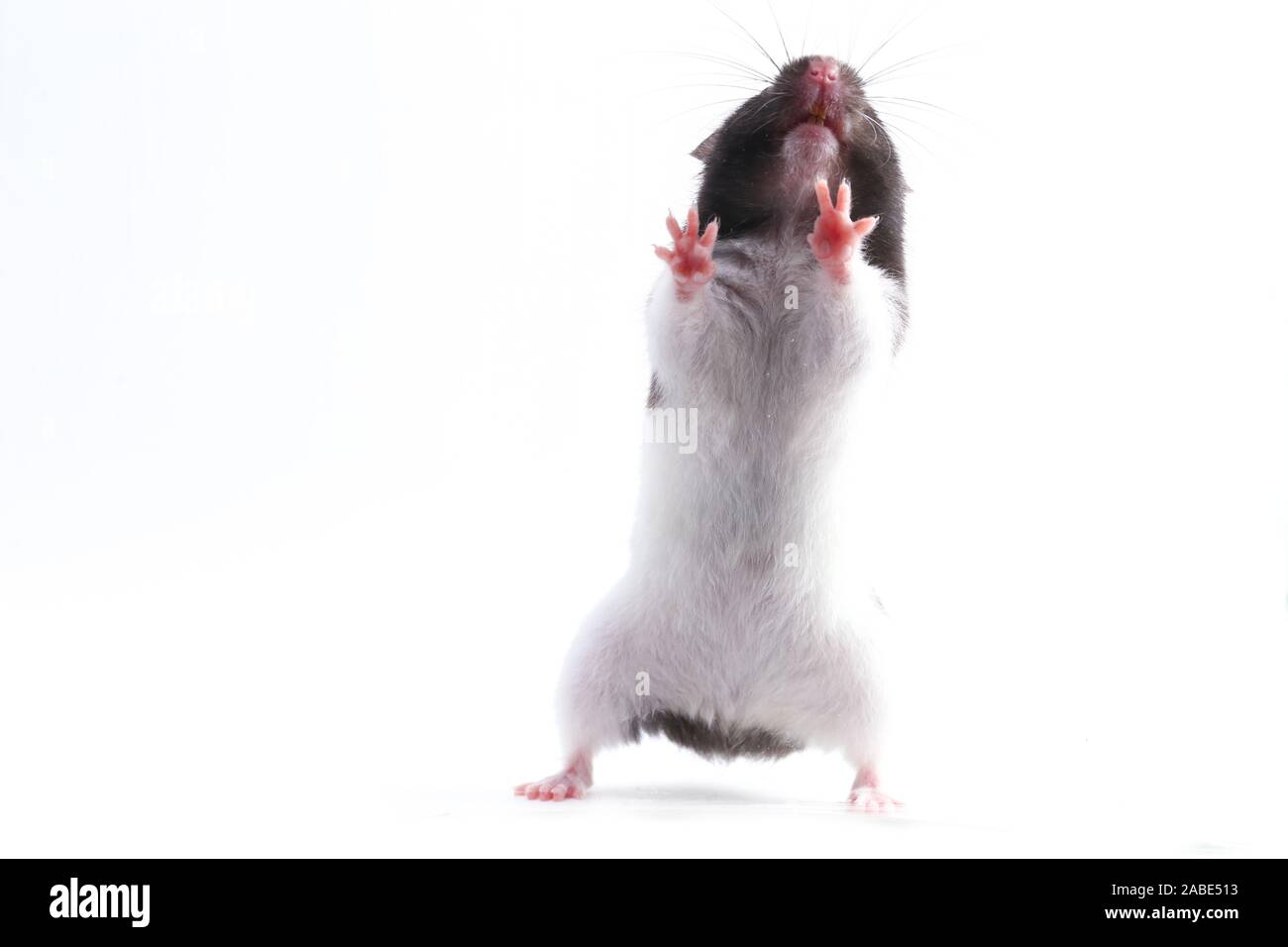 syrian hamster isolated on a white background Stock Photo - Alamy