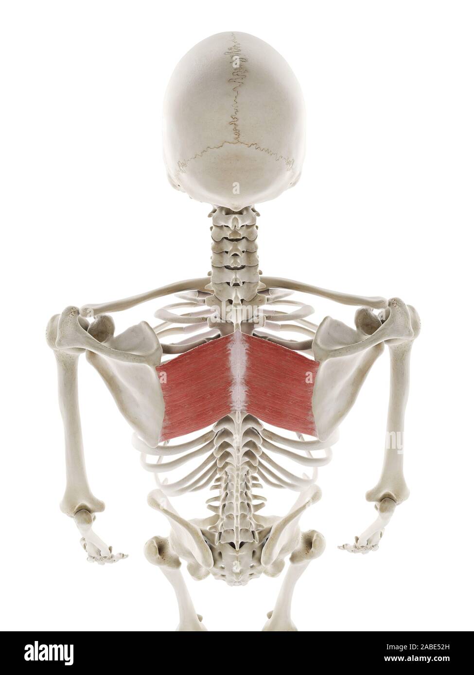 3d rendered medically accurate illustration of the rhomboid major Stock ...