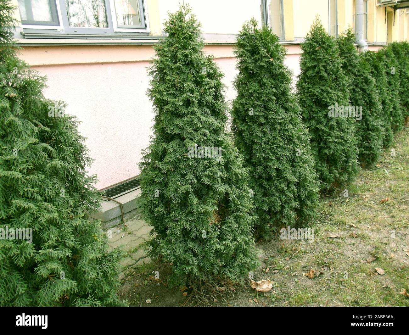 Thuja in the city yard. Lawn at home. Green hedge. Stock Photo