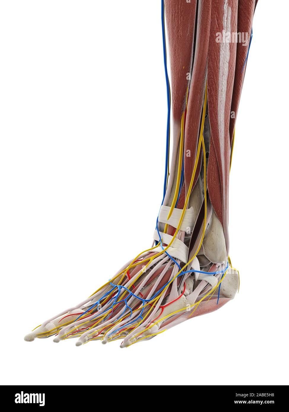3d rendered medically accurate illustration of the anatomy of the foot Stock Photo