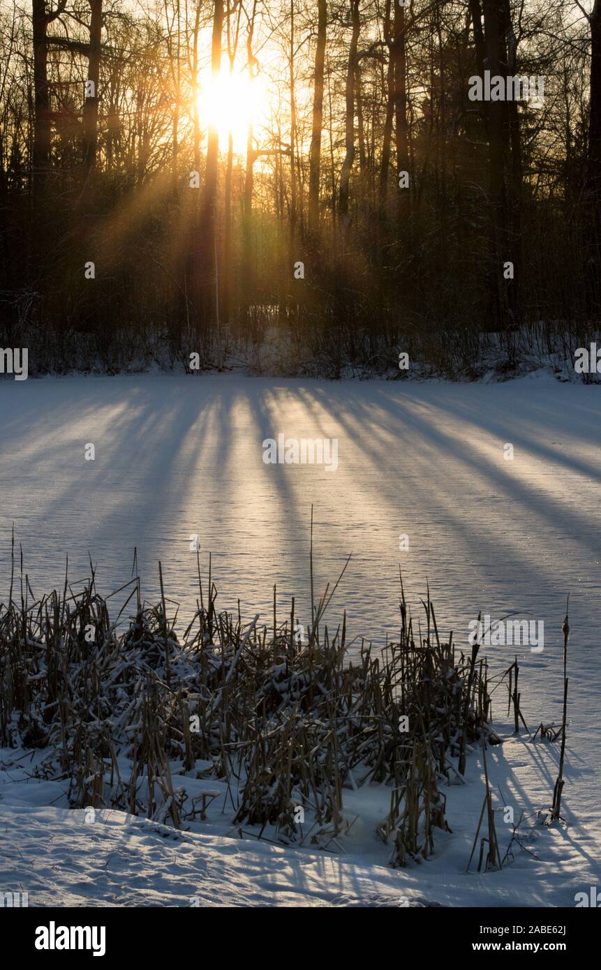 Winter morning sunrise over trees with long shadows and pond turned into snow field vertical orientation Stock Photo