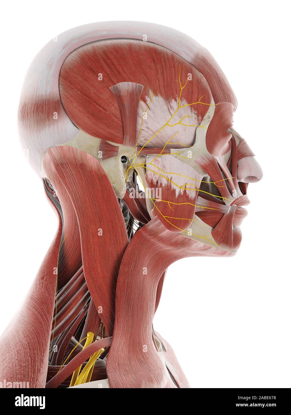 3d rendered medically accurate illustration of the nerves and muscles of the head Stock Photo
