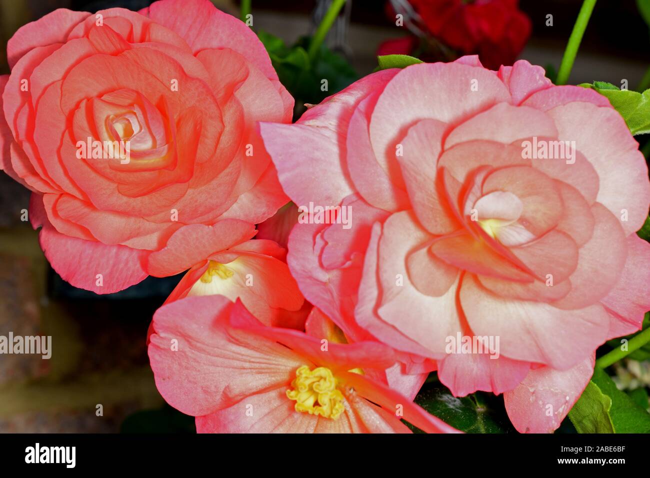 Begonia. Type Non-Stop Citus. Close up of two pink rose type flowers. Stock Photo