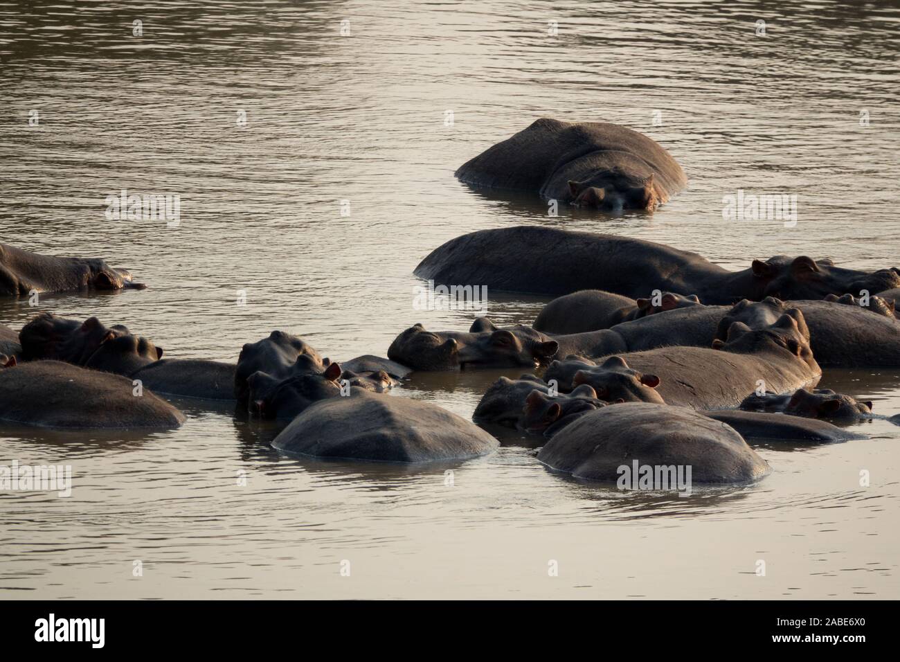 Hippo large group resting in the middle of the river Stock Photo
