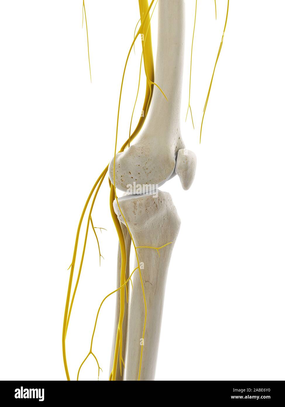 3d rendered medically accurate illustration of the nerves of the knee Stock Photo