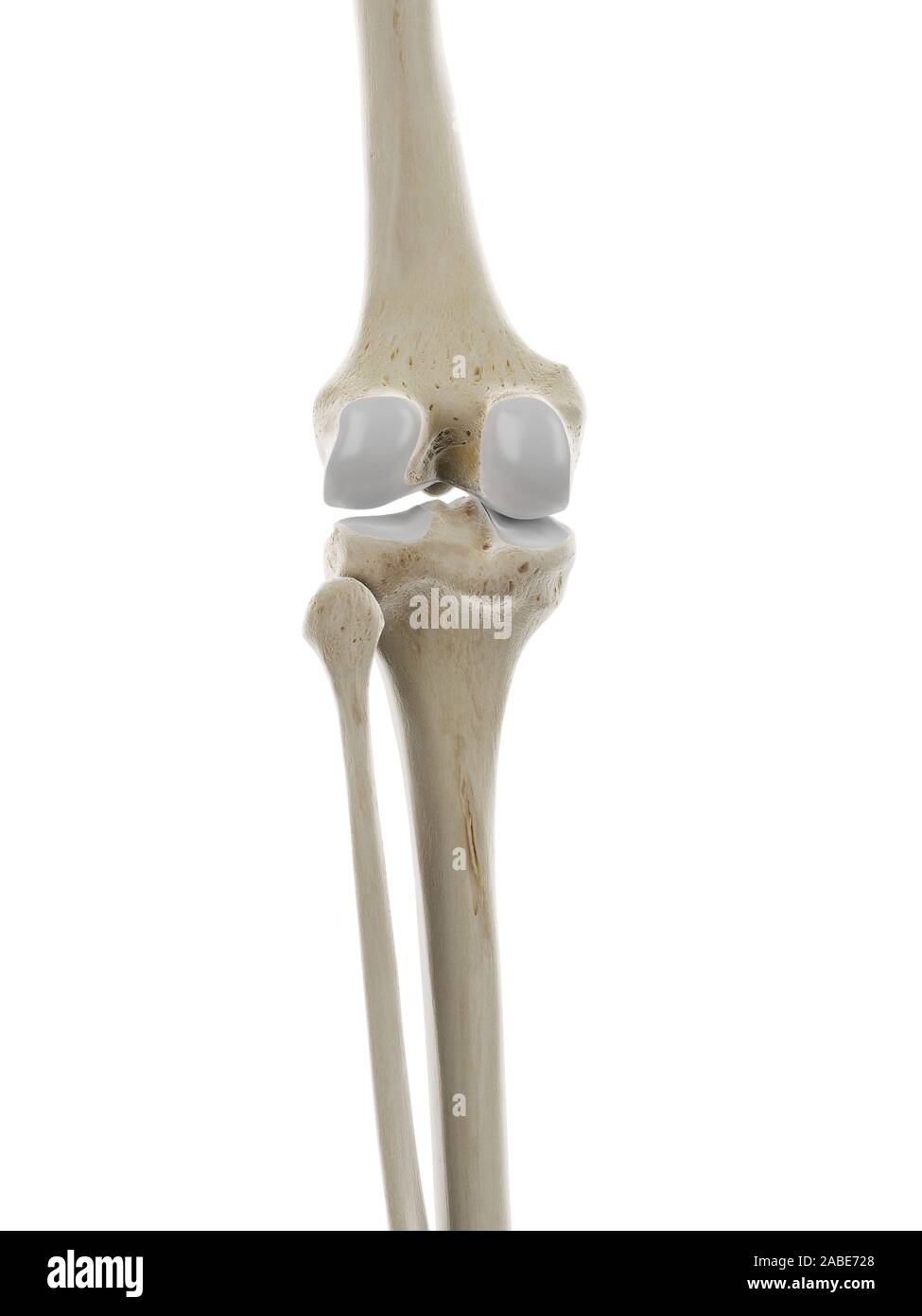 Knee Cap High Resolution Stock Photography and Images - Alamy