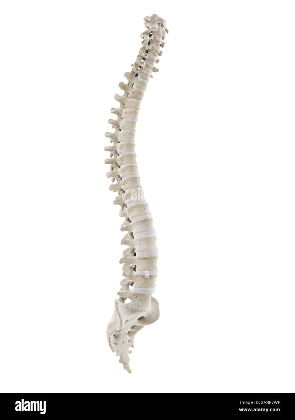 3d rendered medically accurate illustration of a healthy human spine ...