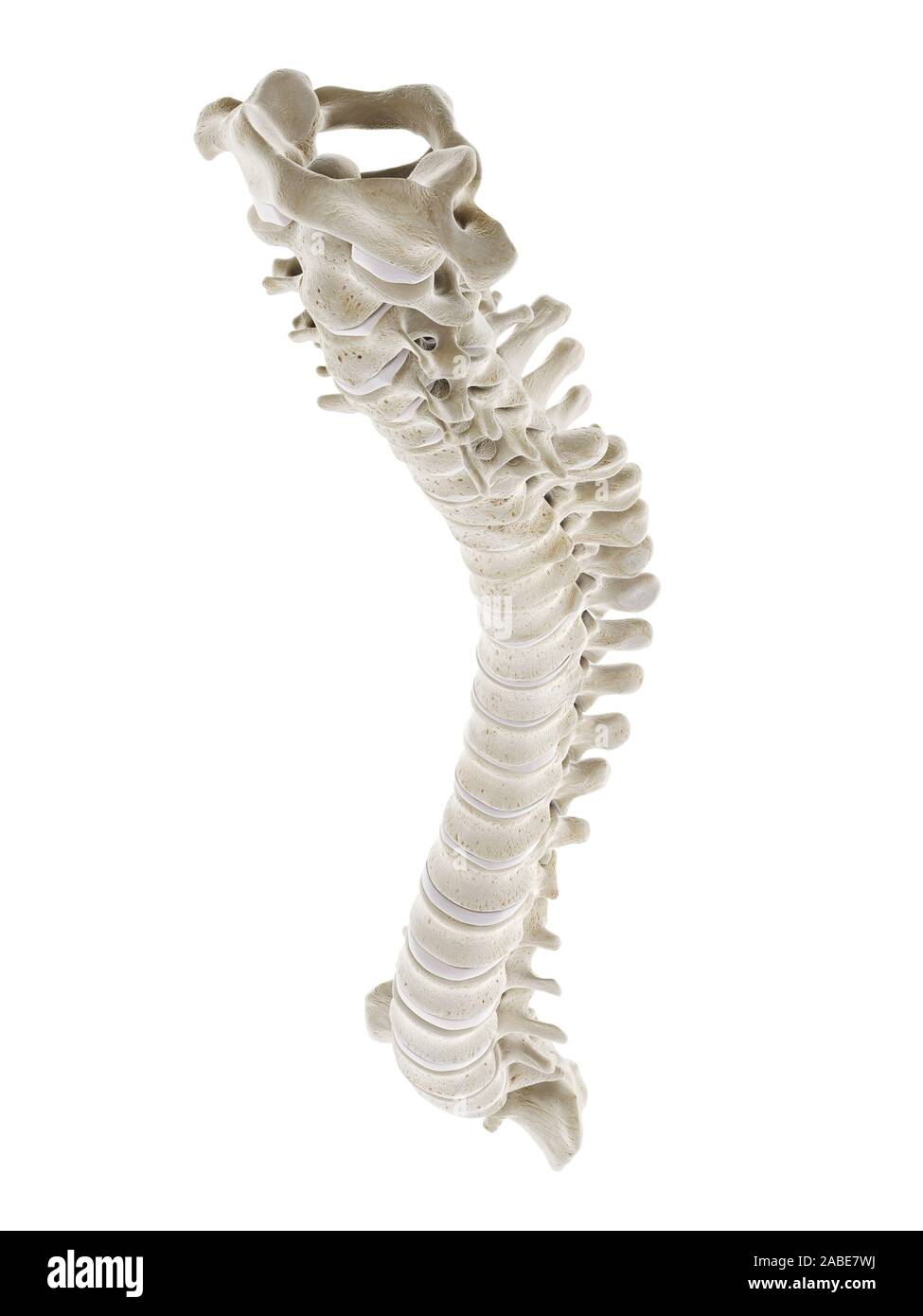 3d rendered medically accurate illustration of a healthy human spine ...
