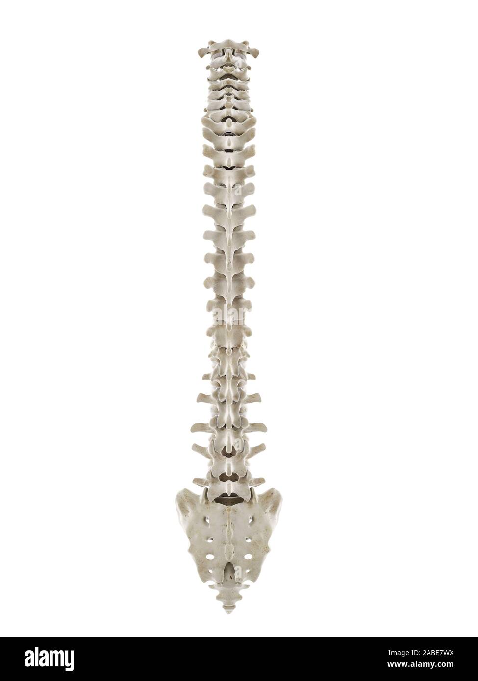 3d rendered medically accurate illustration of a healthy human spine ...