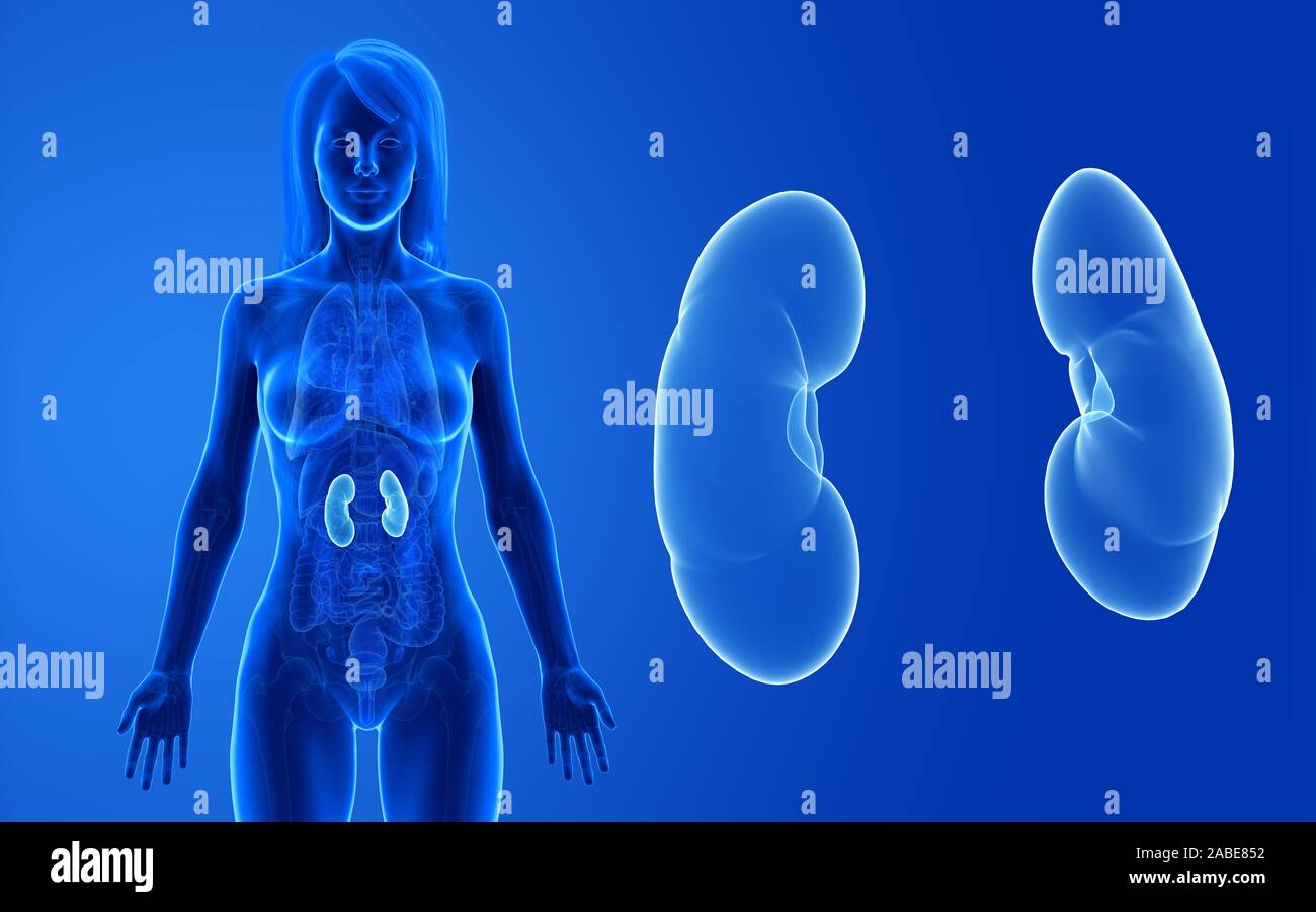 3d rendered medically accurate illustration of the female kidneys Stock ...