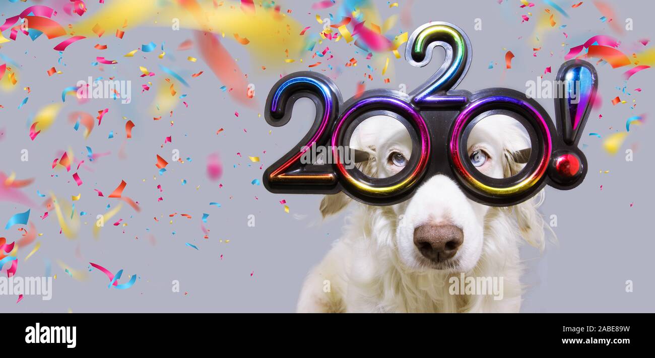 new year dog pet  that looks like goat wearing colorful 2020 text glasses. isolated on white background with confetti falling. Stock Photo