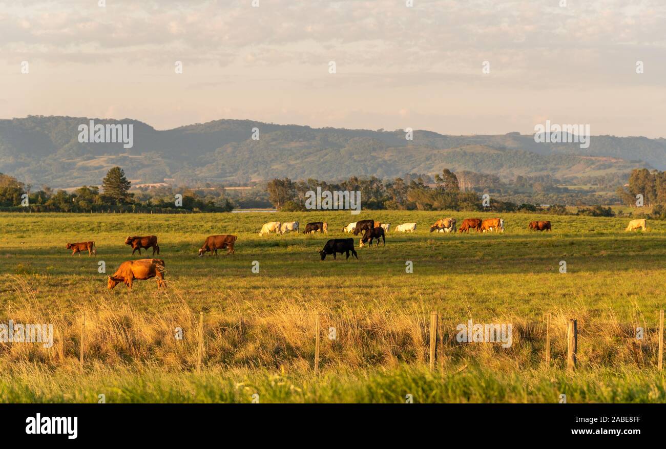 Brazil grassland hi-res stock photography and images - Alamy