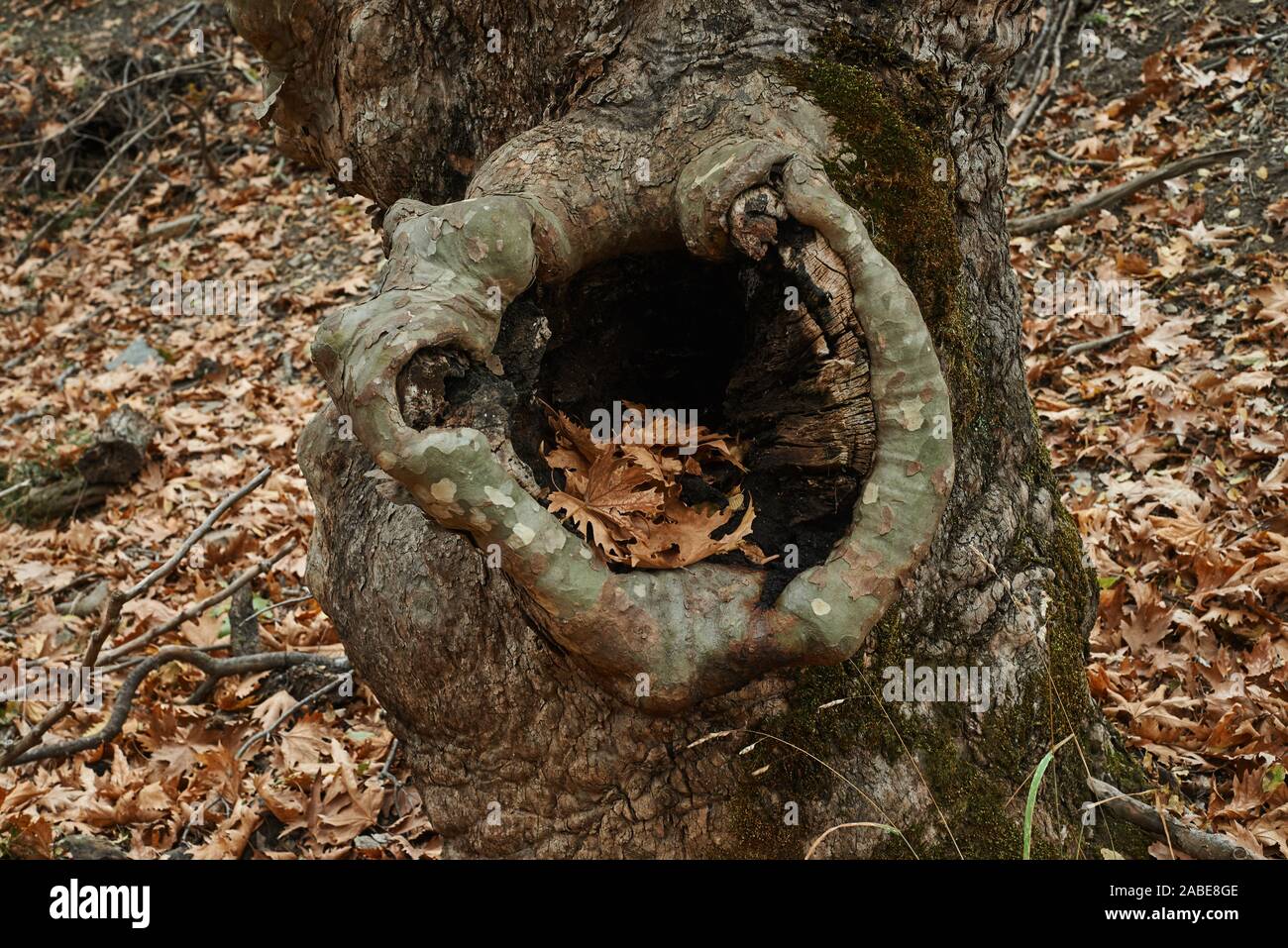 hollow of plane tree with leaves in Autumn. Stock Photo