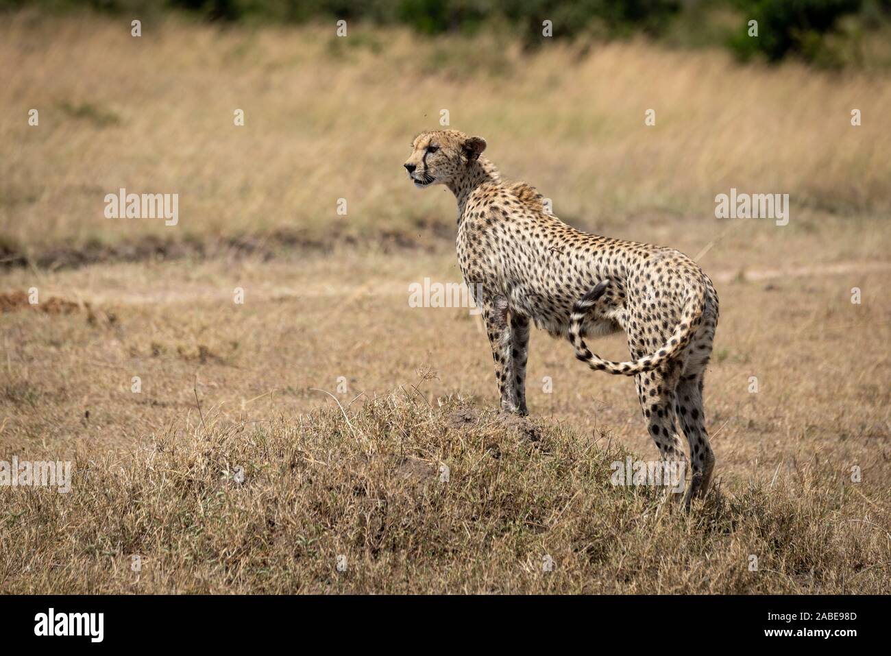 Female cheetah stands on mound flicking tail Stock Photo