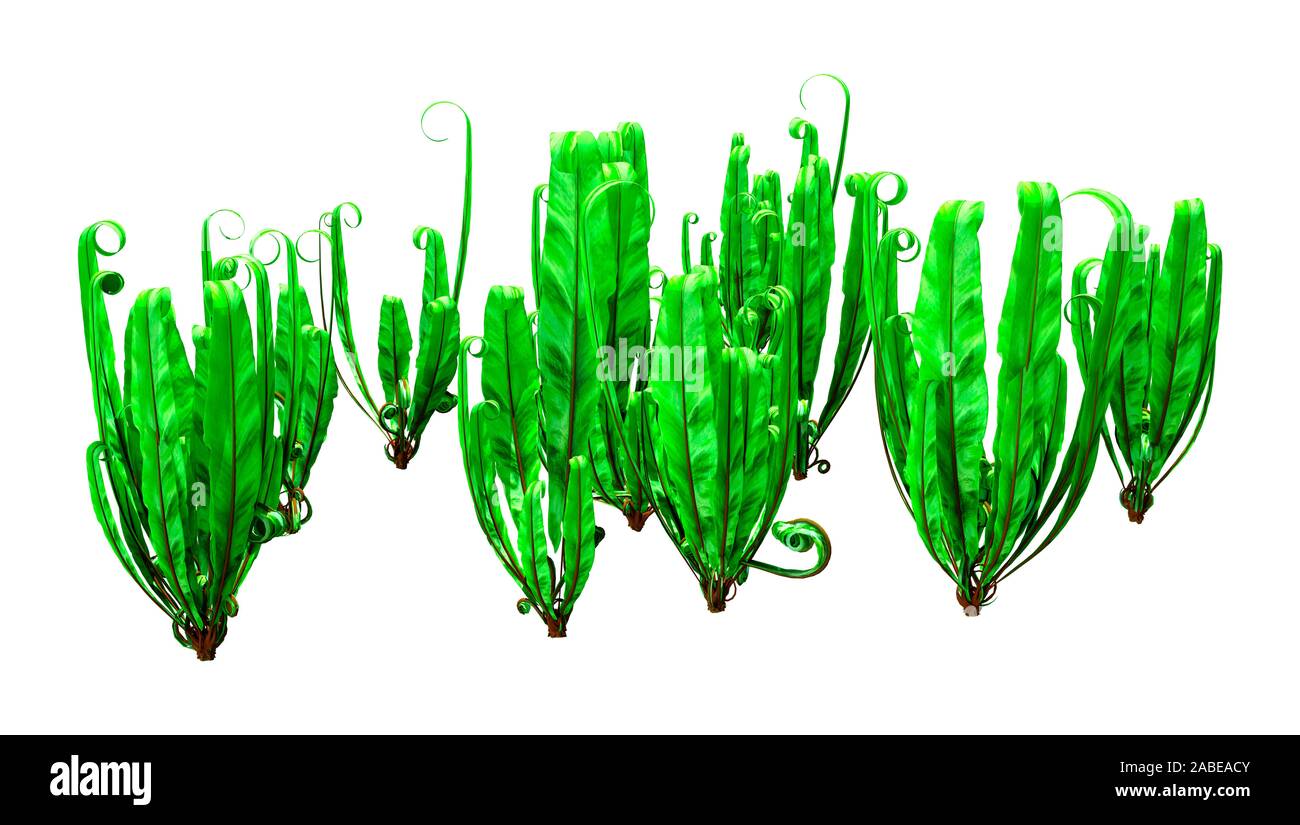 3D rendering of Asplenium scolopendrium, or harts tongue fern on white background Stock Photo