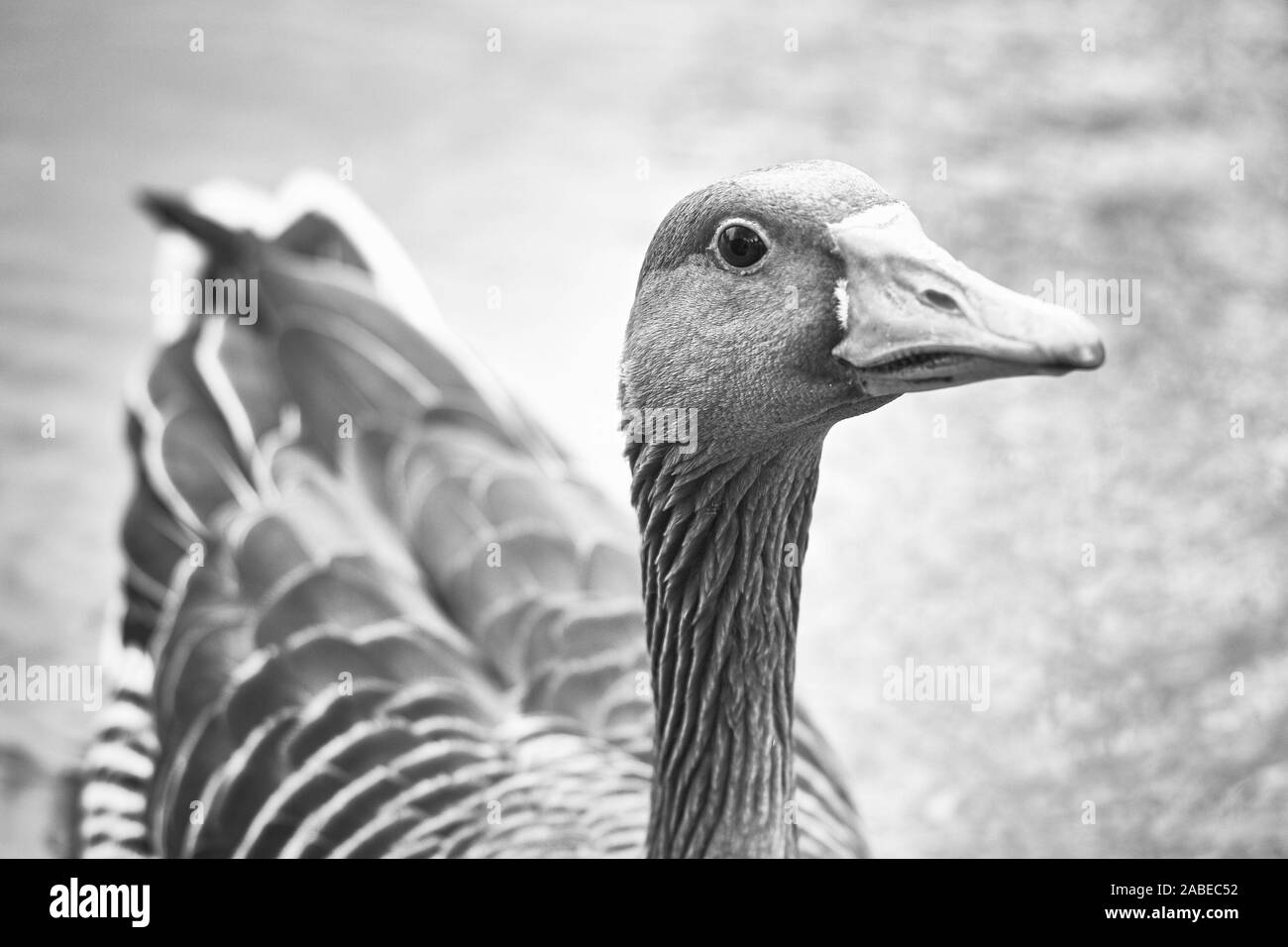 Close up Side portrait of a mother duck in a lake looking into the camera Stock Photo