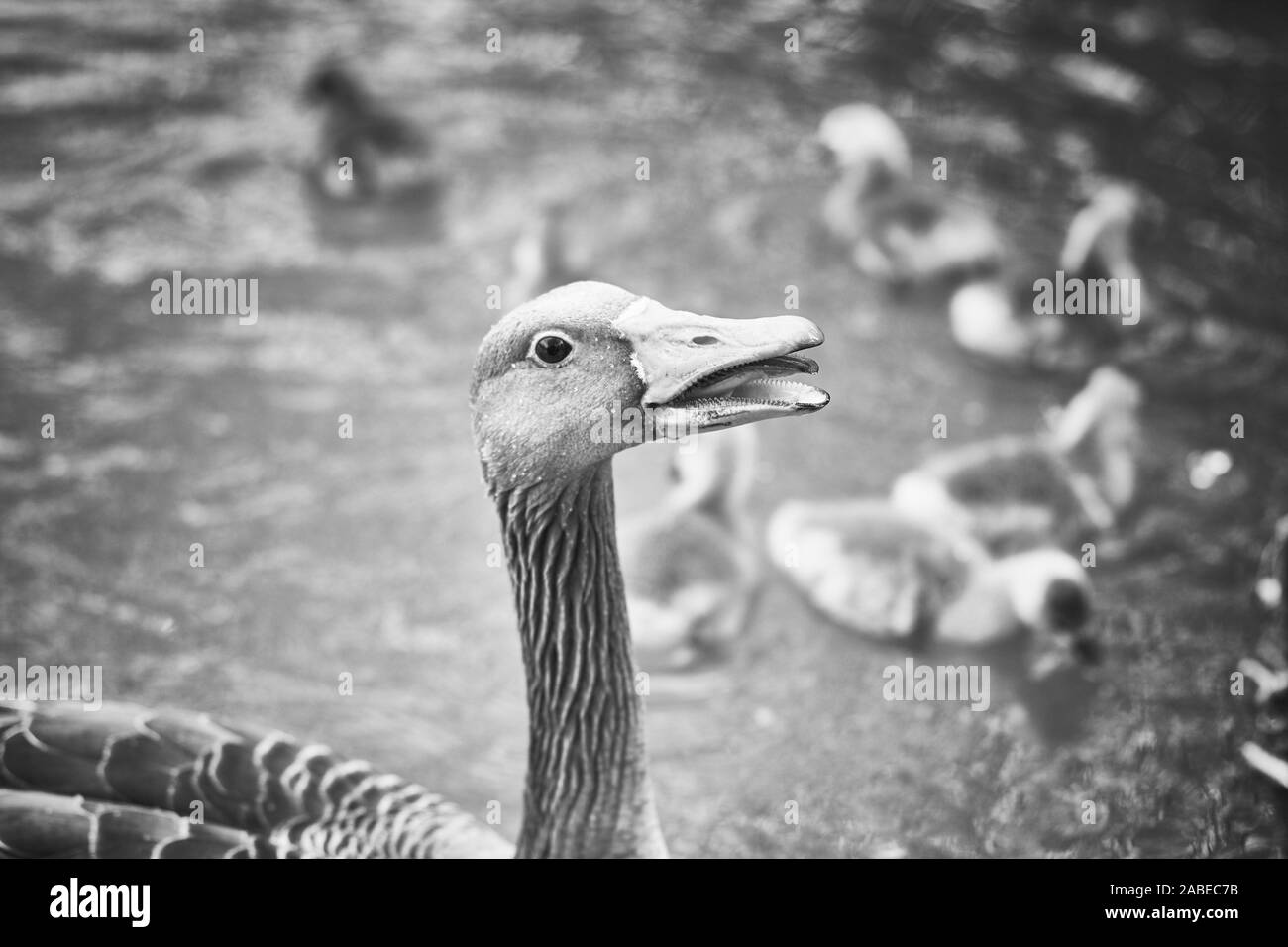 Close up Side portrait of a mother duck in a lake looking into the camera with ducklings in the background Stock Photo