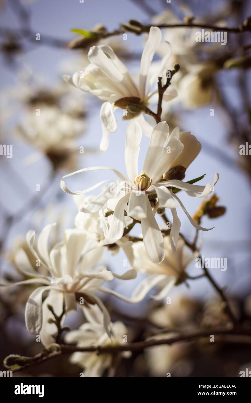 Macro of star magnolia blossoming in spring, isolated from background Stock Photo