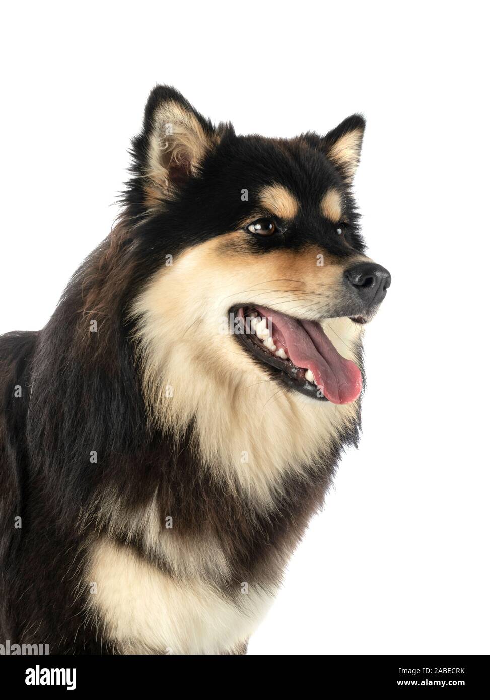 Finnish Lapphund in front of white background Stock Photo - Alamy