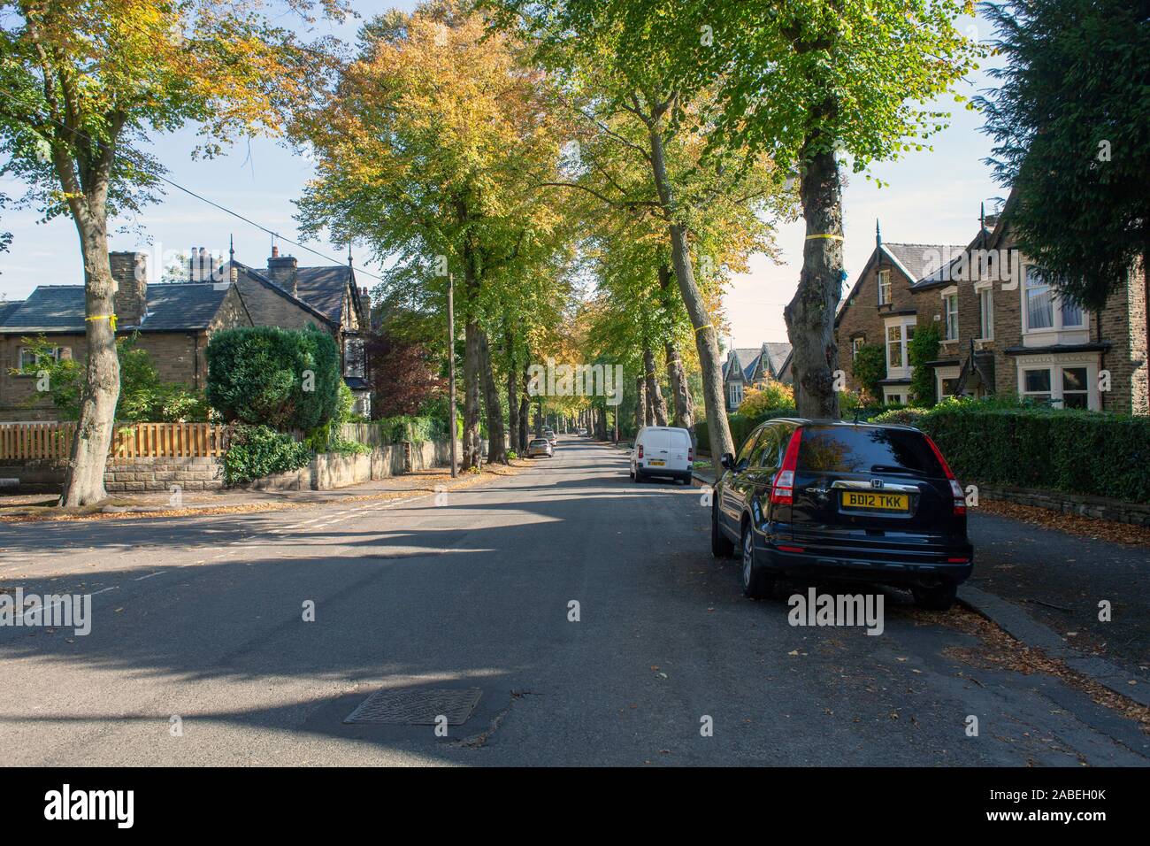Urban trees, the focus of tree protests in the Nether Edge area of Sheffield, Yorkshire, UK Stock Photo