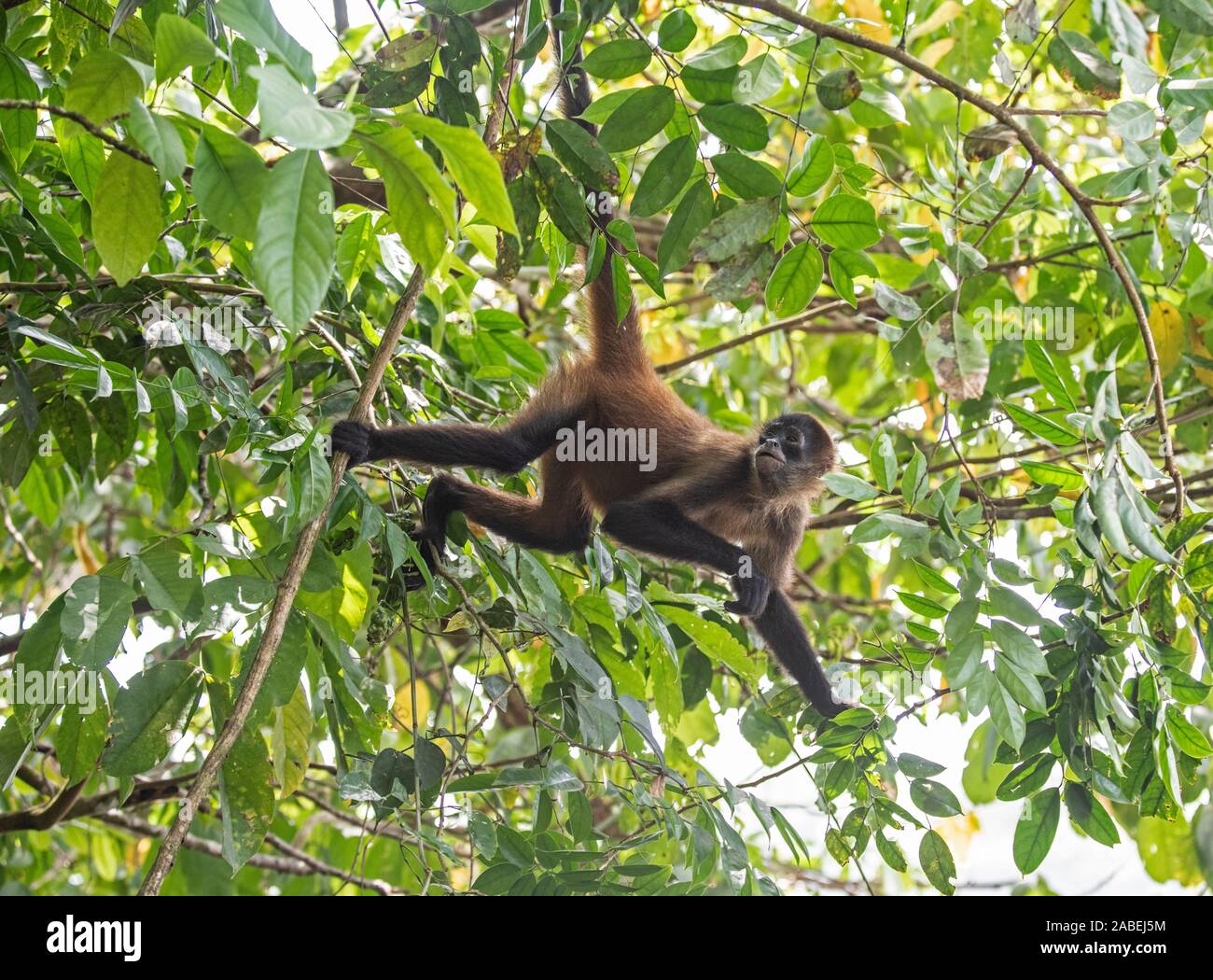 Central American Spider Monkey: Ateles geoffroyi.  Costa Rica. Stock Photo