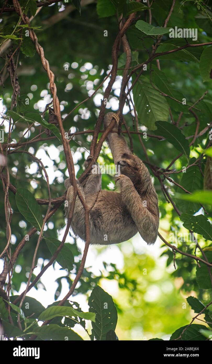Three Toed Sloth: Bradypus variegatus. Costa Rica. Stock Photo