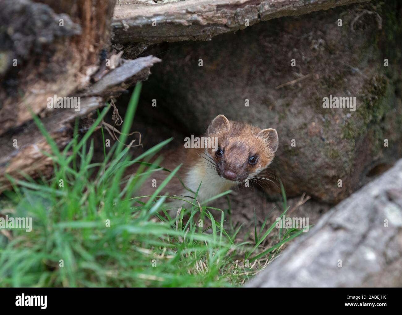 Weasel: Mustela nivalis. Captive animal. Stock Photo