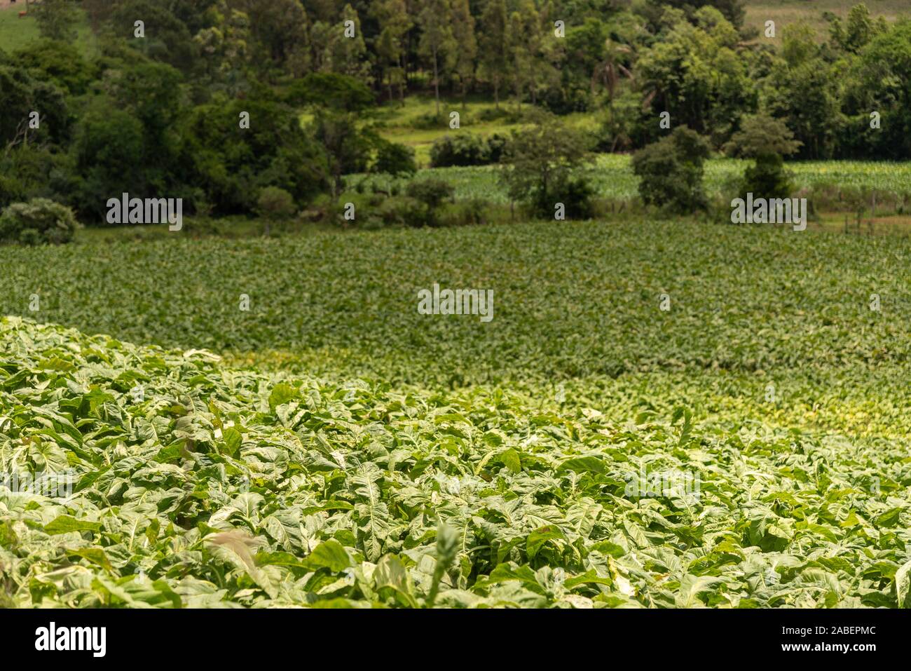 chewing tobacco brazil tobacco hi-res stock photography and images List of tobacco products -