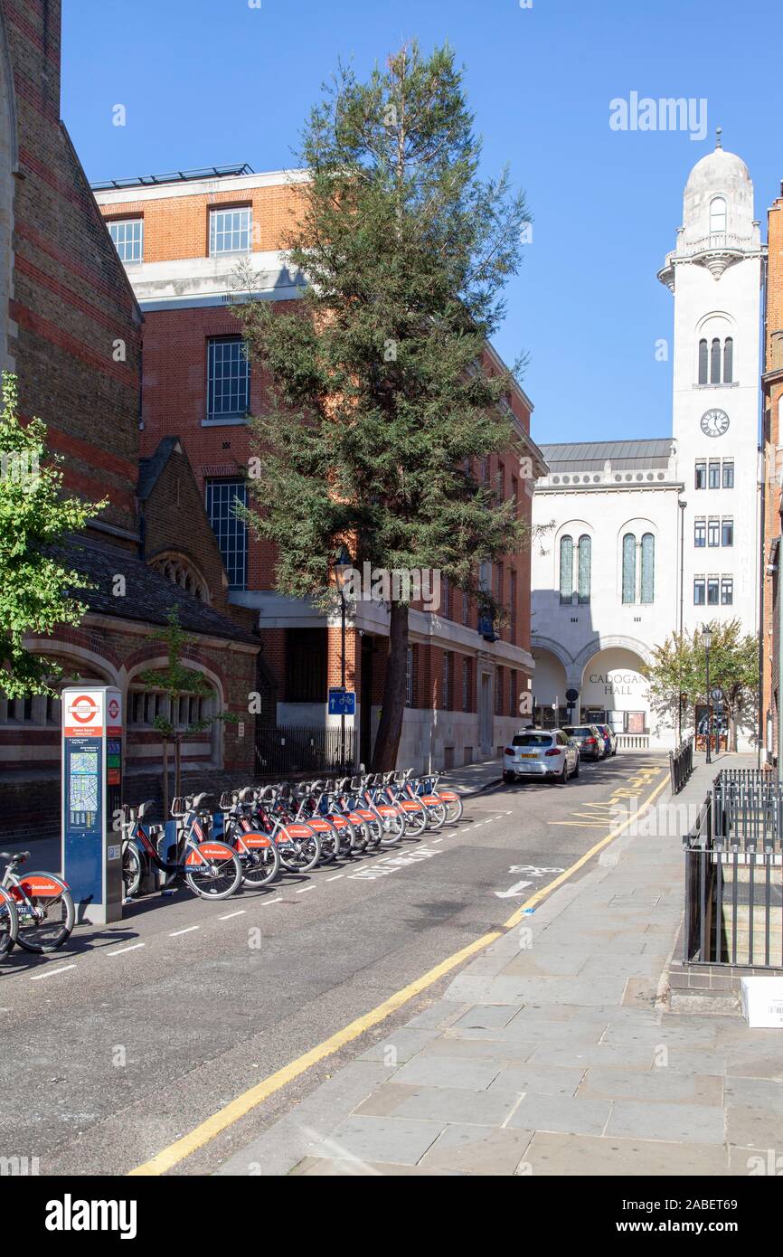 Coastal Redwood (Sequoia sempervirens) used as a street tree near the Cadogan Hall in Chelsea, London UK Stock Photo