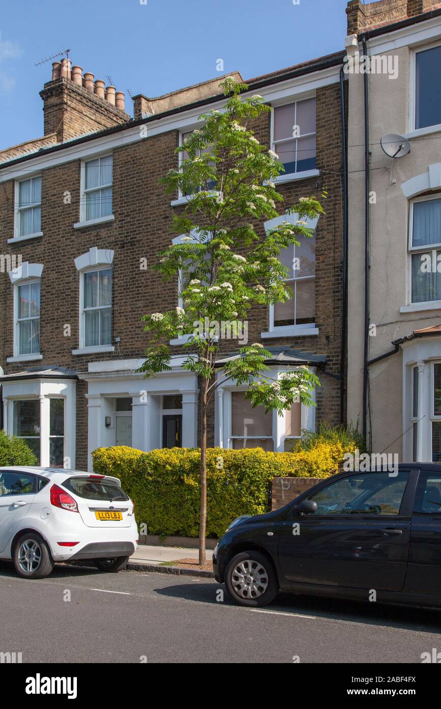 Newly planted urban Rowan or Mountain Ash tree (Sorbus aucuparia) in flower during May, London, UK Stock Photo