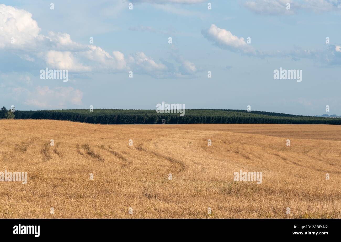 Field of ryegrass grass ready to be sown with soybean in the no-tillage technique in southern Brazil. prescision farming. Stock Photo