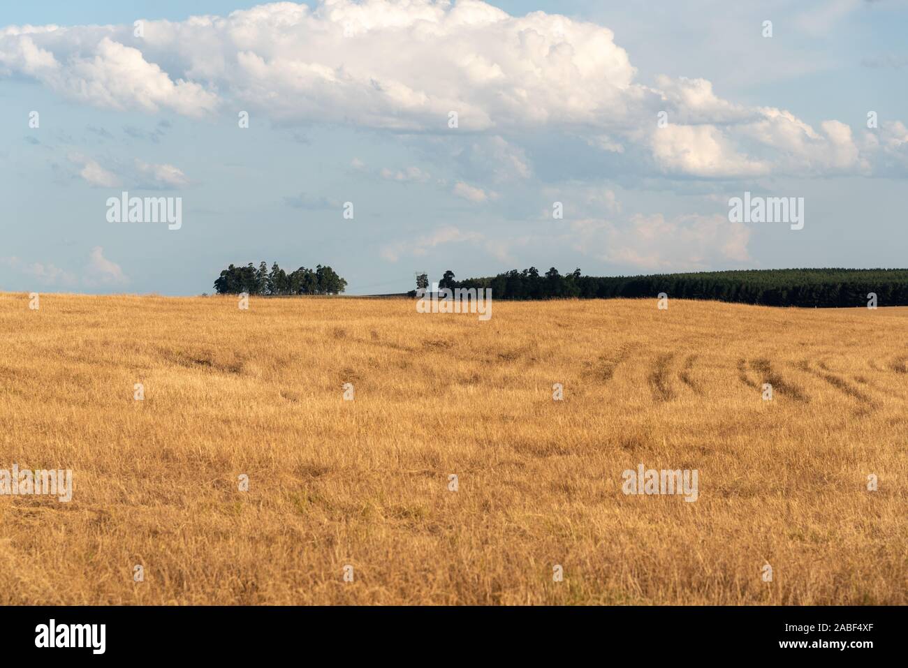 Rural landscape in southern Brazil. Agricultural production field in the soy region for human consumption. Stock Photo