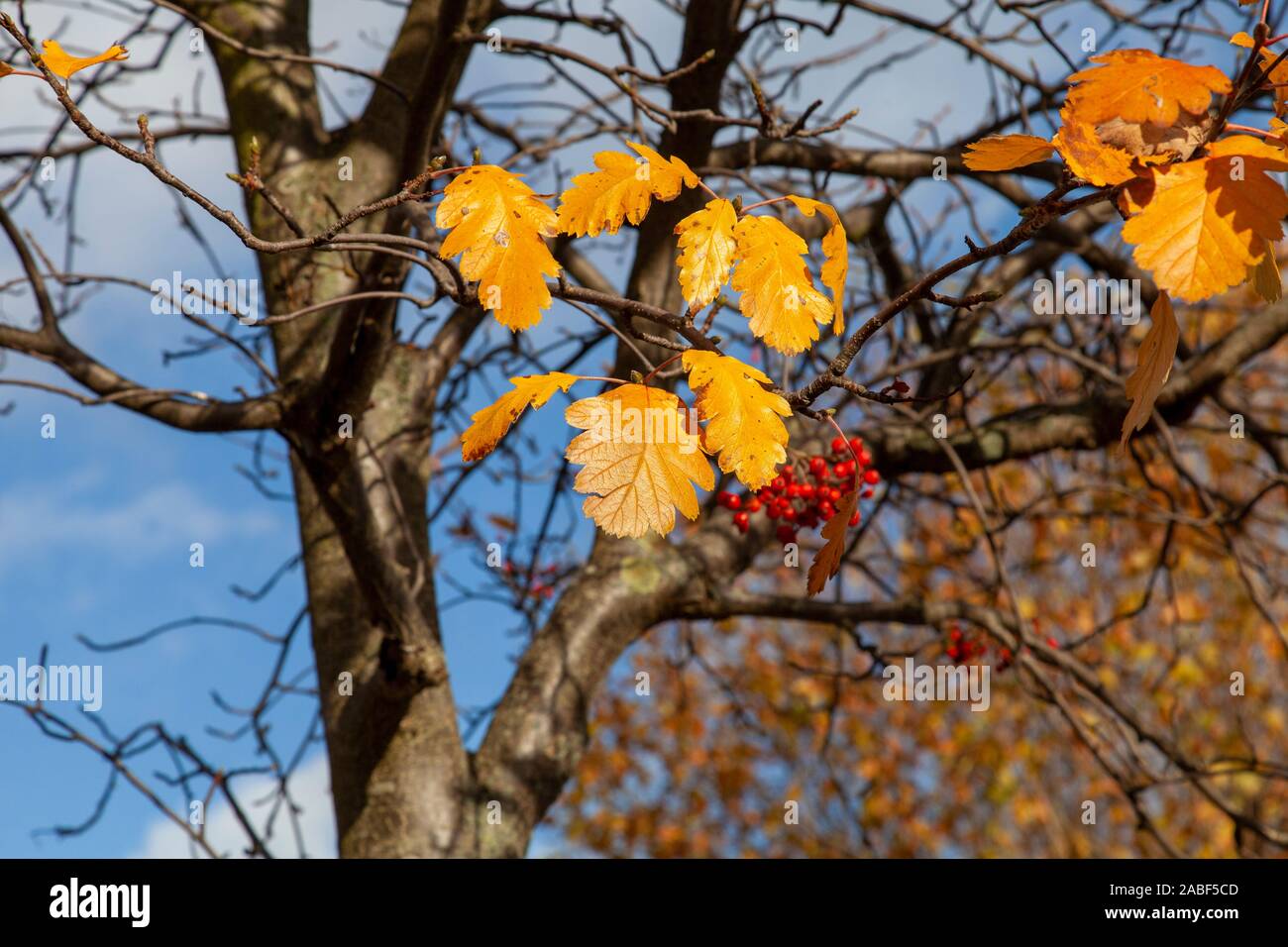 A few golden autumn leaves cling on together with ripe red berries on to a Swedish Whitebeam (Sorbus x intermedia) street tree, Peckham, London, UK Stock Photo