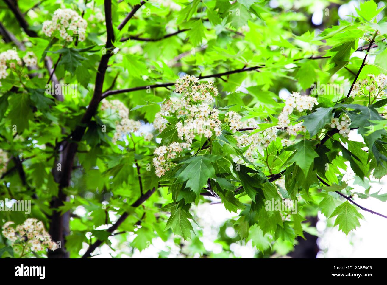 Urban Wild Service Tree (Sorbus torminalis) leaves and flower detail, Hackney, London, UK Stock