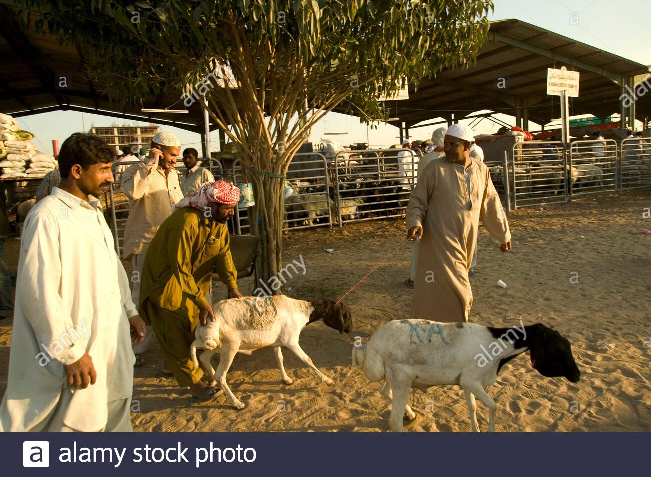 Dubai Cattle Market During Eid Al Adha Uae Stock Photo Alamy