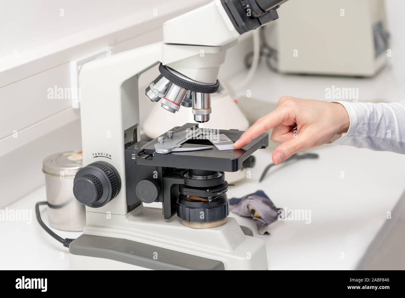 Veterinarian puts a sample under the microscope and examines for pathogenic germs. Stock Photo