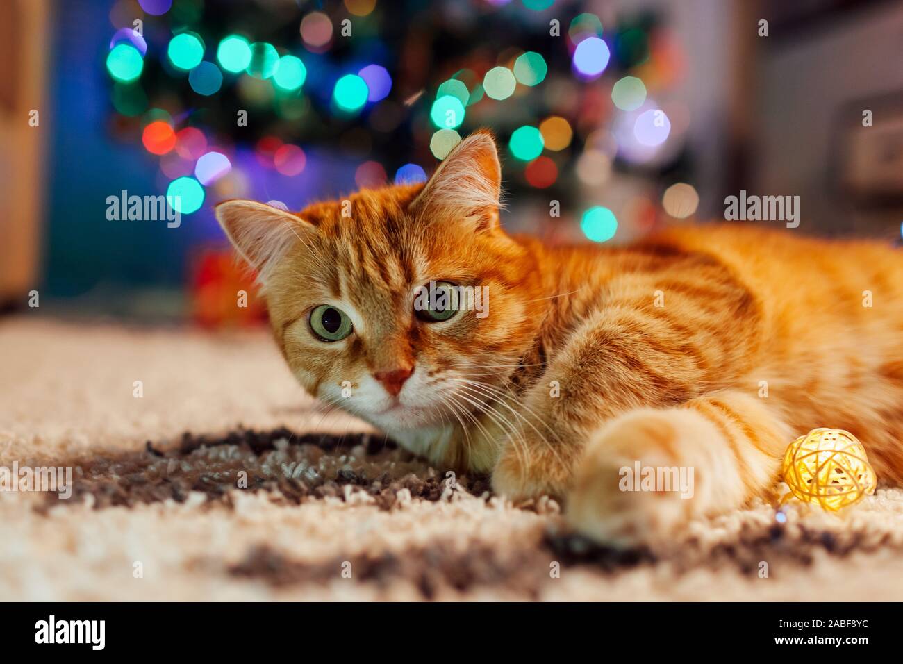 Ginger cat playing with garland and tinsel under Christmas tree. Christmas and New year concept Stock Photo