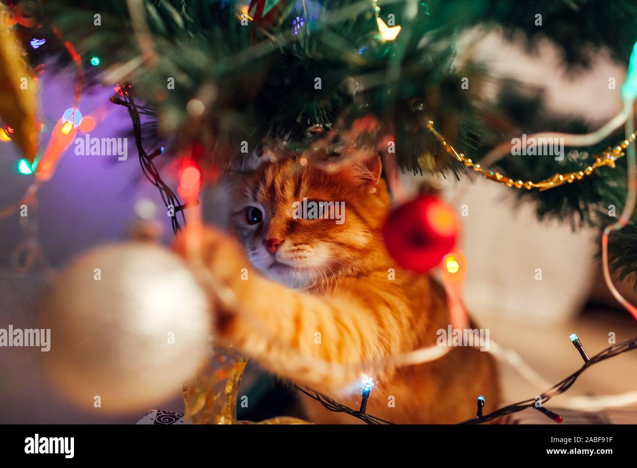 cat playing with christmas tree