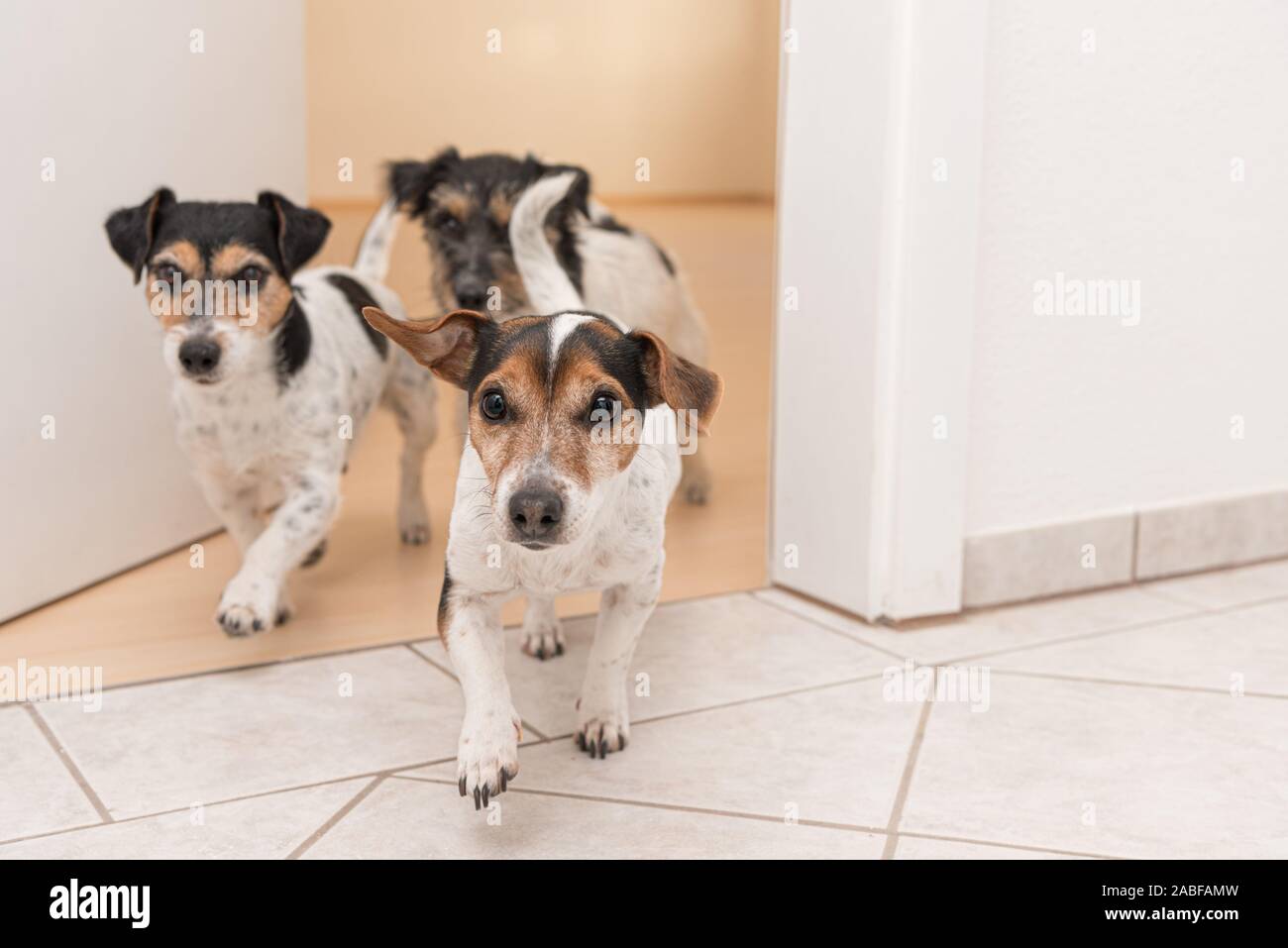 Three cute small cheeky Jack Russell terriers running through an open door in the apartment at home Stock Photo