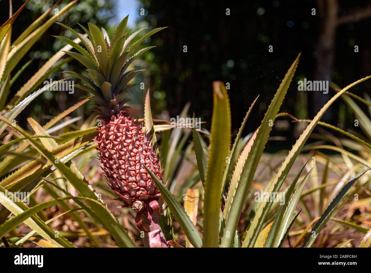 Pineapple plantation hawaii hi-res stock photography and images - Alamy